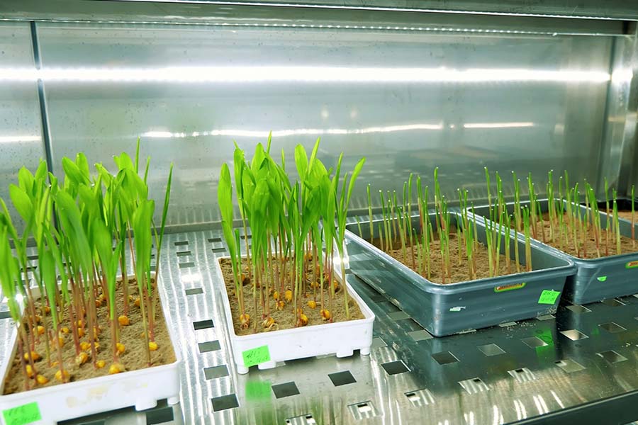 Agriculture插图1